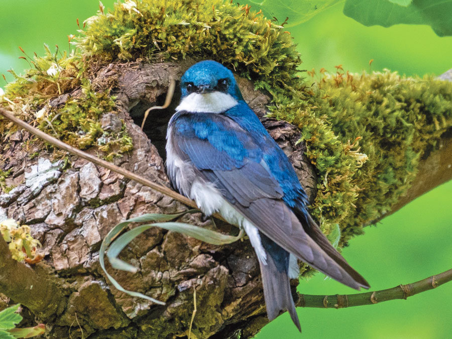 Colorful tree swallows nest in the natural cavities of decaying trees.