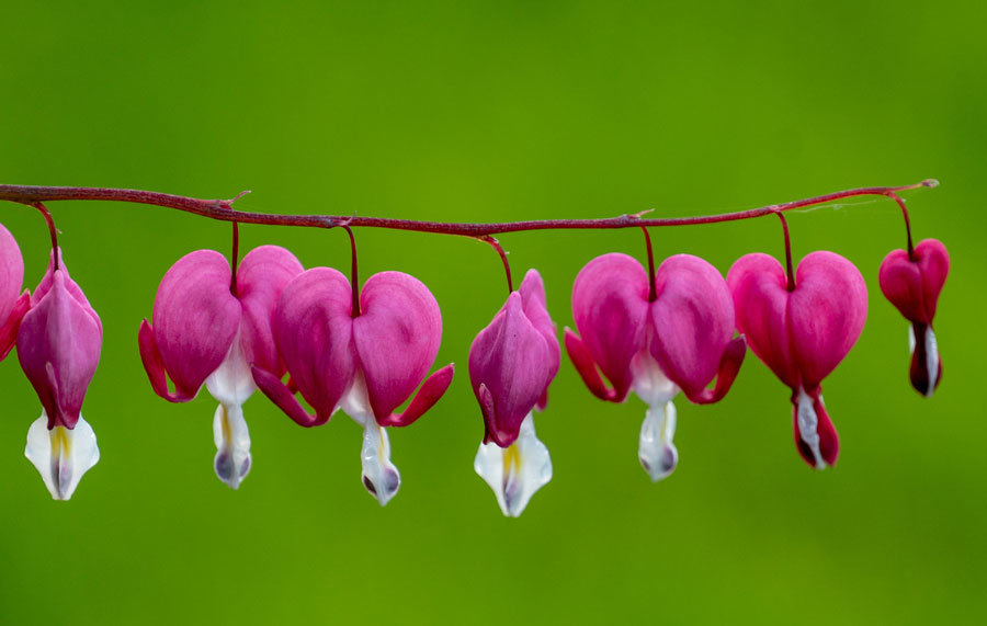 The sort of bleeding hearts we can all admire.