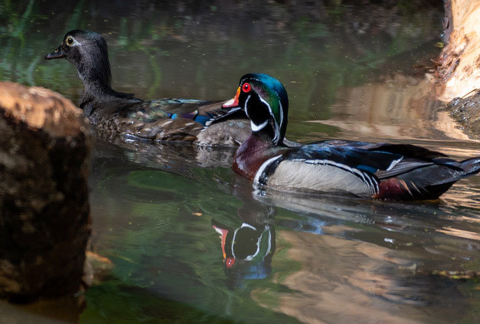 A pair of seldom-seen wood ducks.