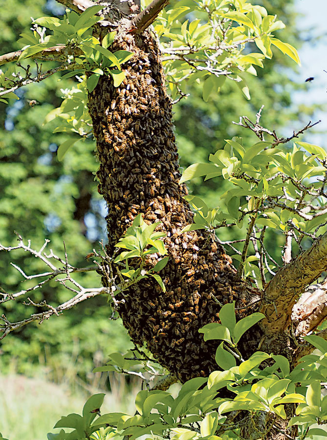 Honeybees swarm without their queen before being safely collected by a beekeeper.