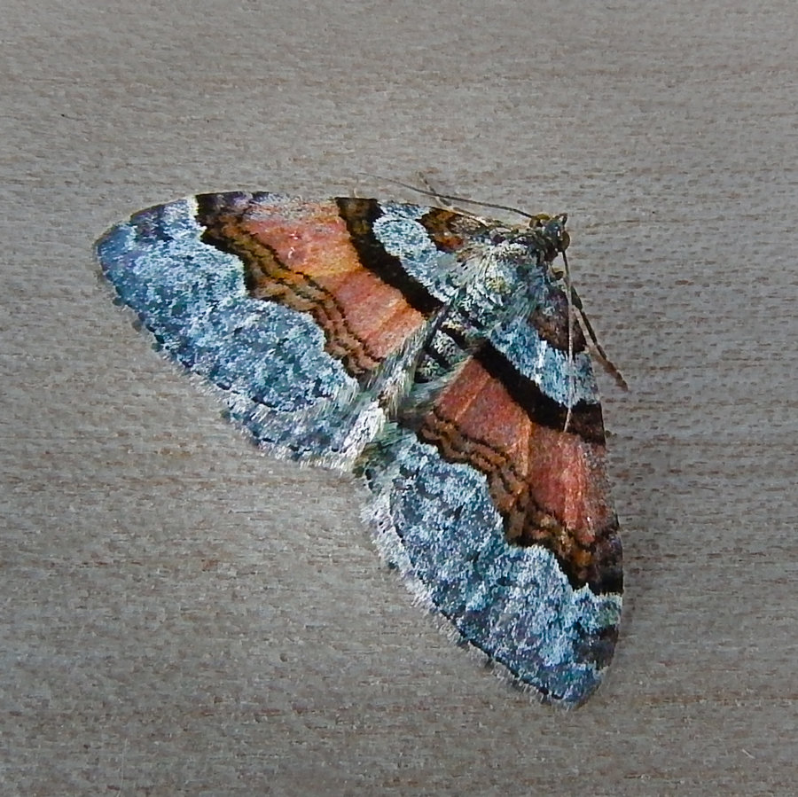 Labrador Carpet Moth (Xanthorhoe labradorensis)