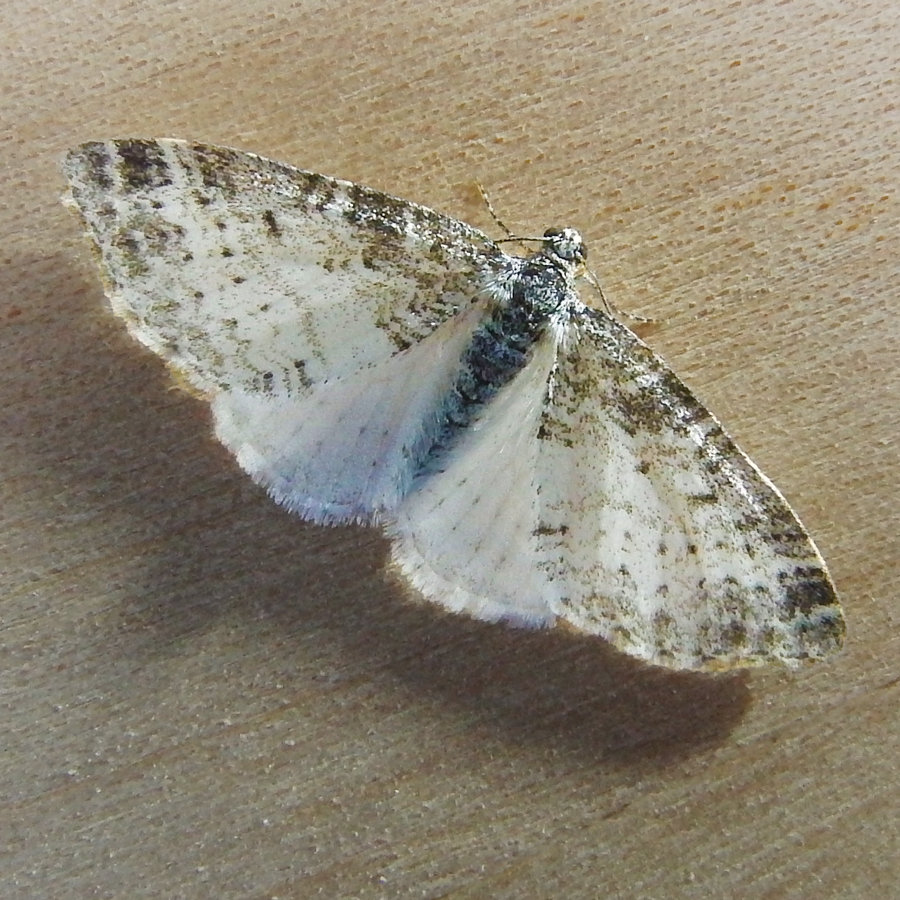 Unidentified carpet moth