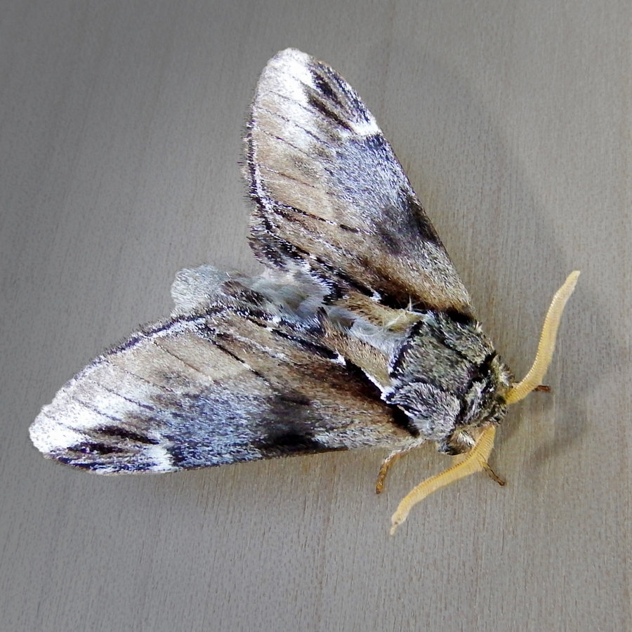 Unnamed prominent moth 
(Pheosia californica)