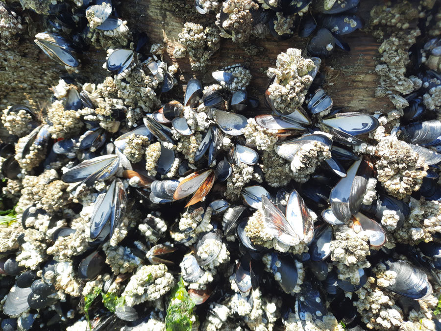 Mussels on a raft in Carr Inlet couldn’t survive the heat.