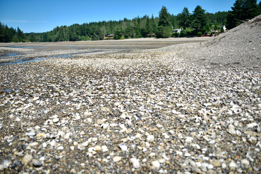 Algal toxins were responsible for summer shellfish catastrophe.