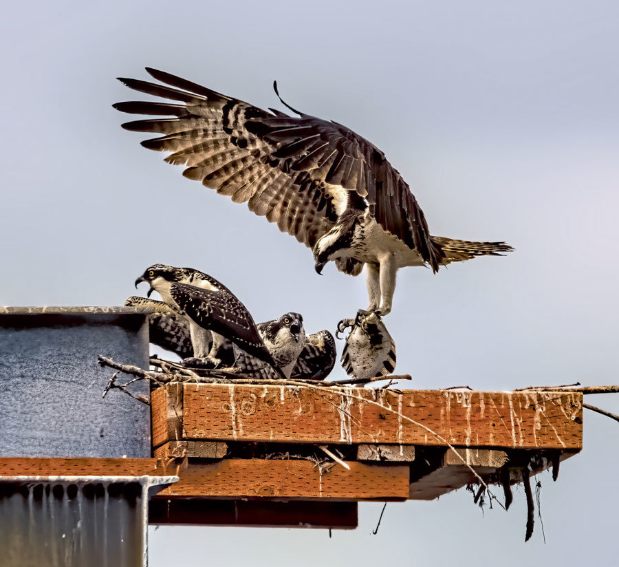 Lunch is delivered to osprey nest at Herron Island ferry dock.