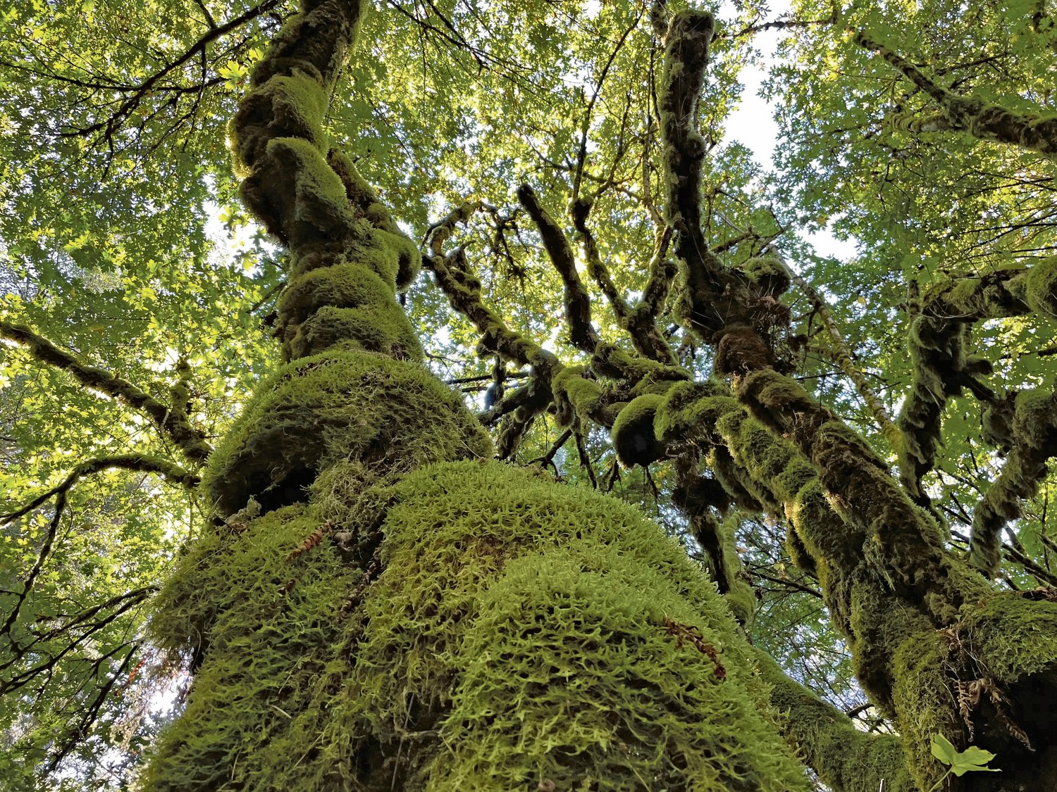 Bound to the earth, this moss-covered bigleaf maple reaches for the sky.