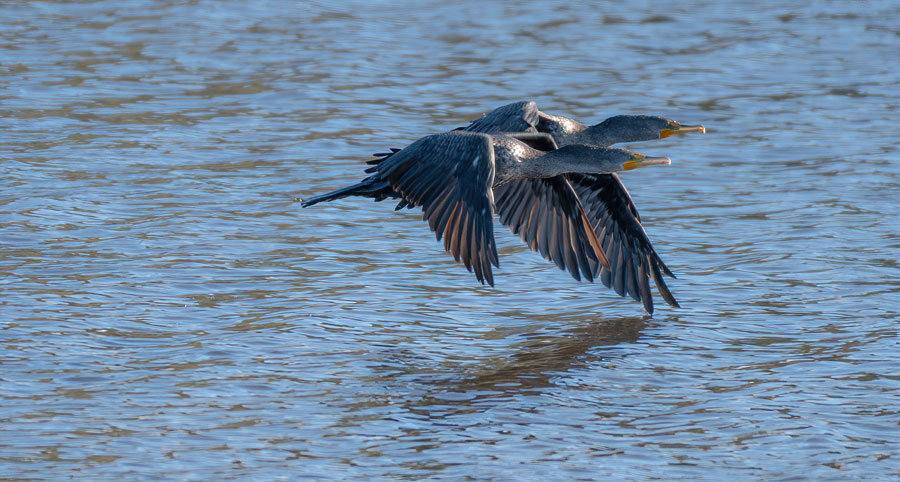 Cormorants fly near Joemma Beach.