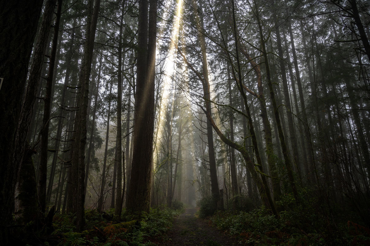 Sunbeams light a forest path in Vaughn.