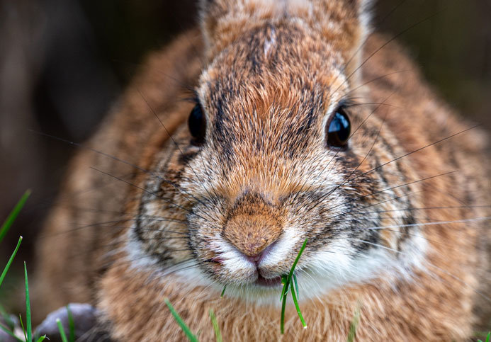 Cottontail.