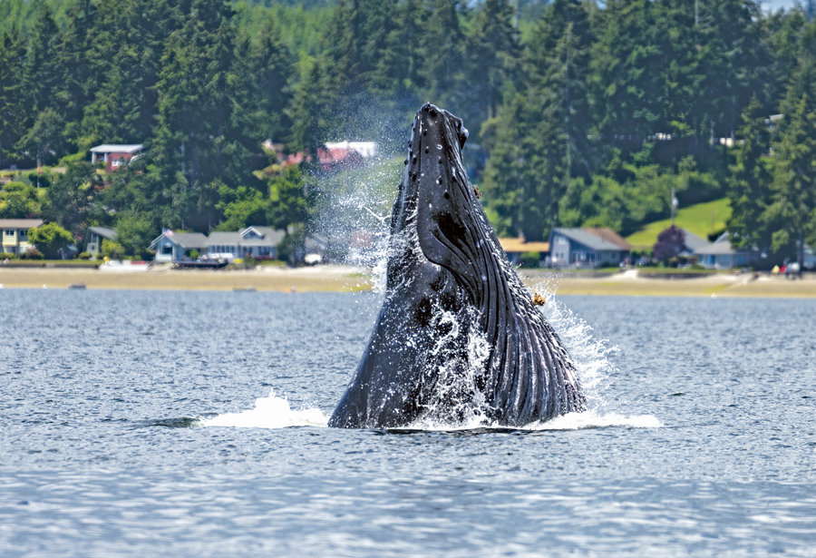 A humpback whale lunge feeding in Case Inlet in June.
