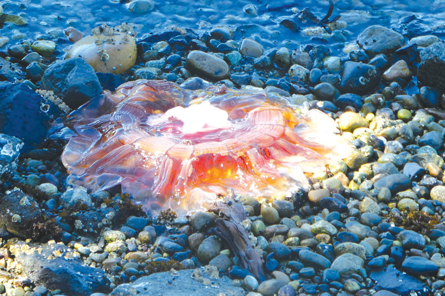 Jellyfish like this one lined the shores of Von Geldern Cove before turning brown like glass in the sun.