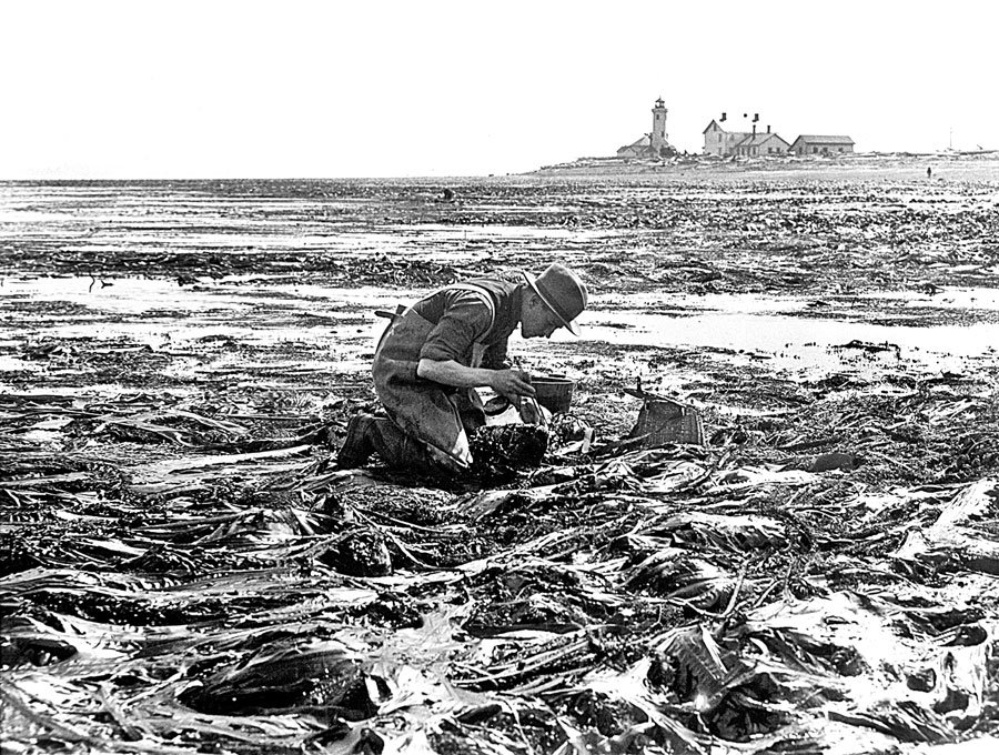 Ed Ricketts in the bull kelp at Point Wilson, 1930.