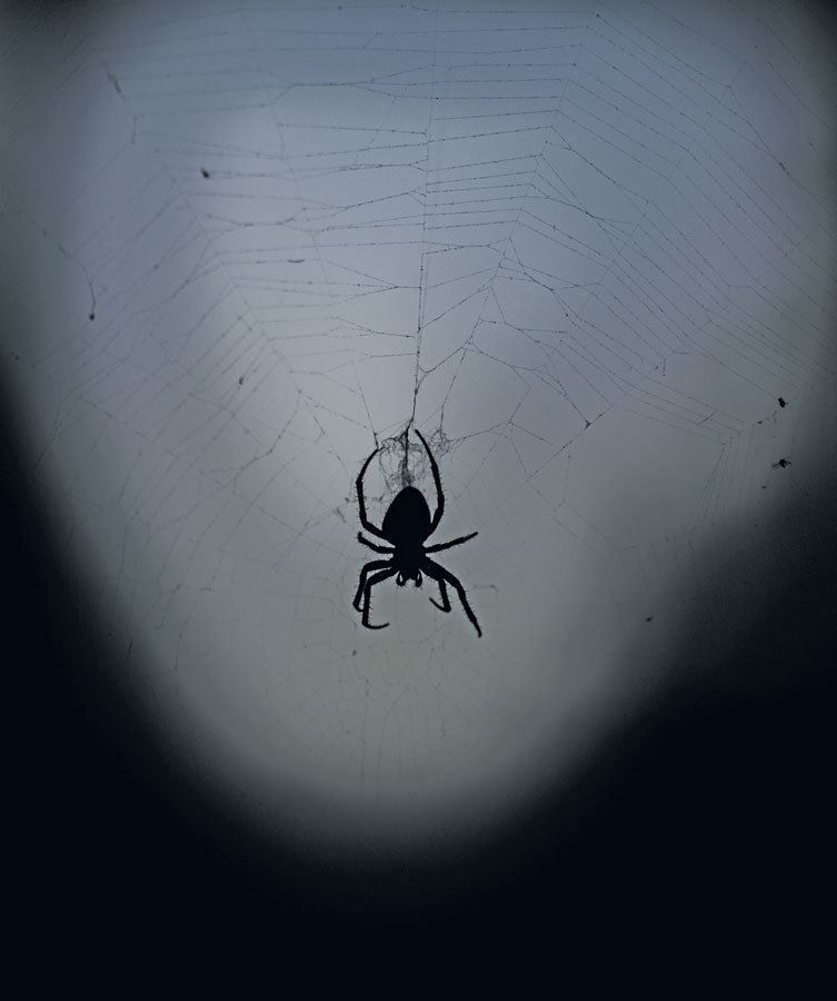 Spooky spider season underway.