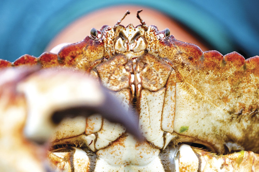 A red rock crab held at arms-length for a good portrait shot.