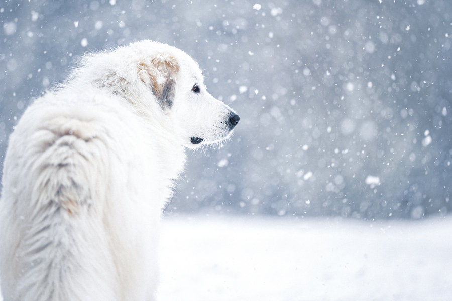 Best dog in snow.