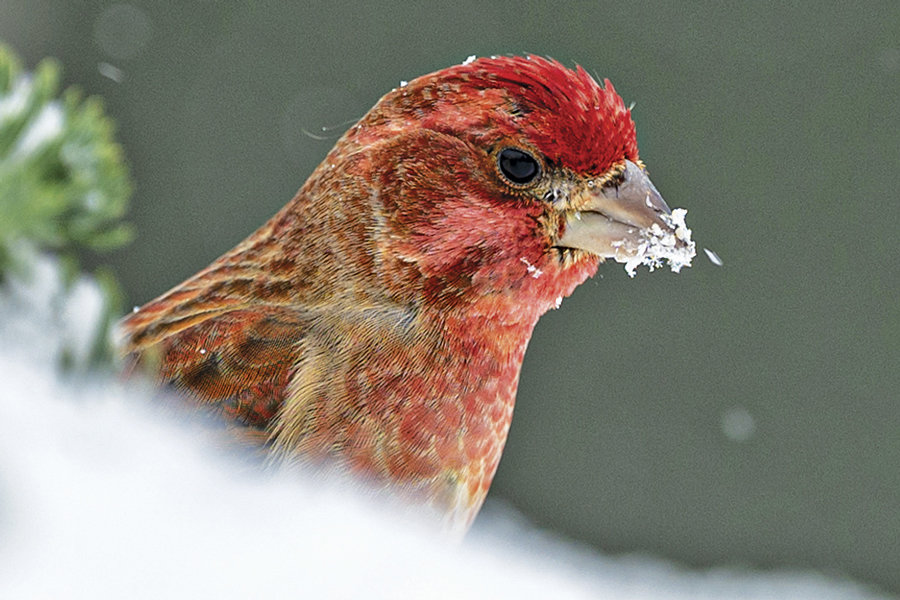 A purple finch stands out.