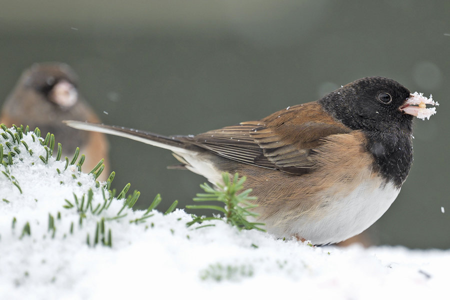 A dark-eyed junco finds a seed in early snow.