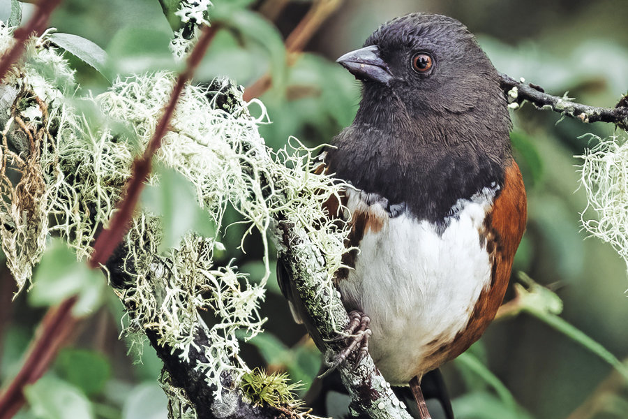 A  spotted towhee blends in between 
lichen and huckleberries.
