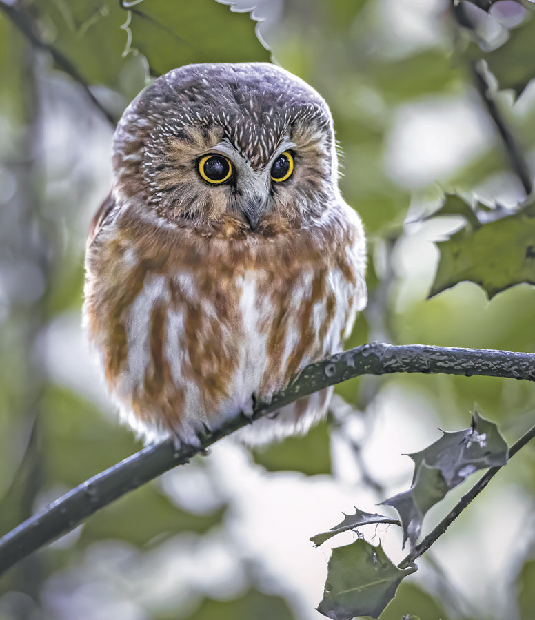 A Northern Saw-whet owl.