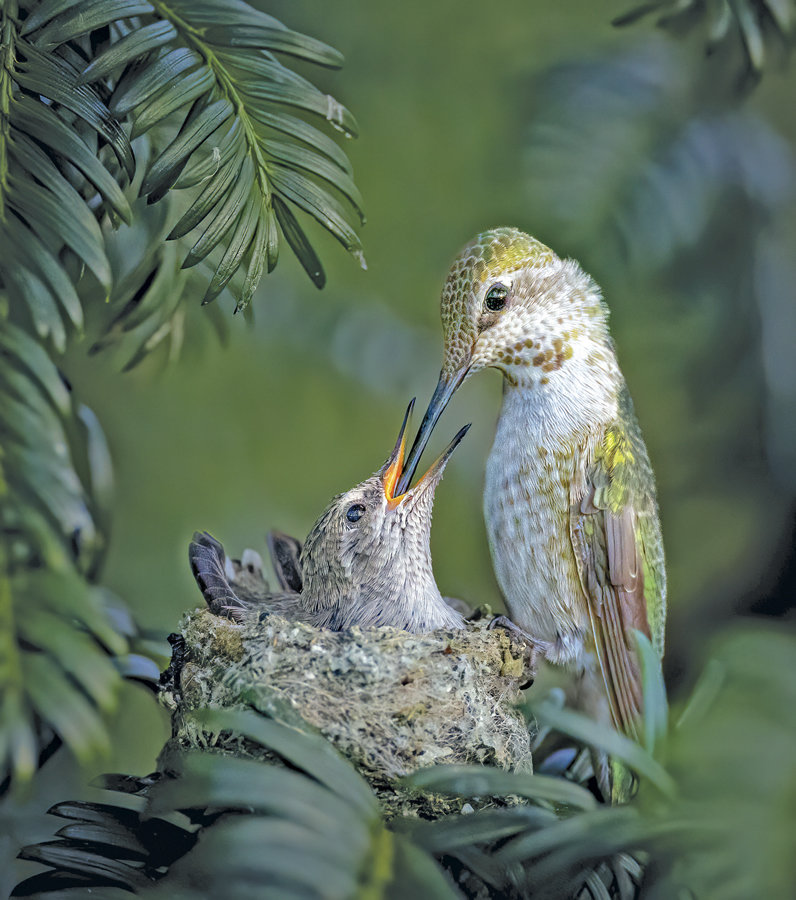 Female Anna’s hummingbird feeding.