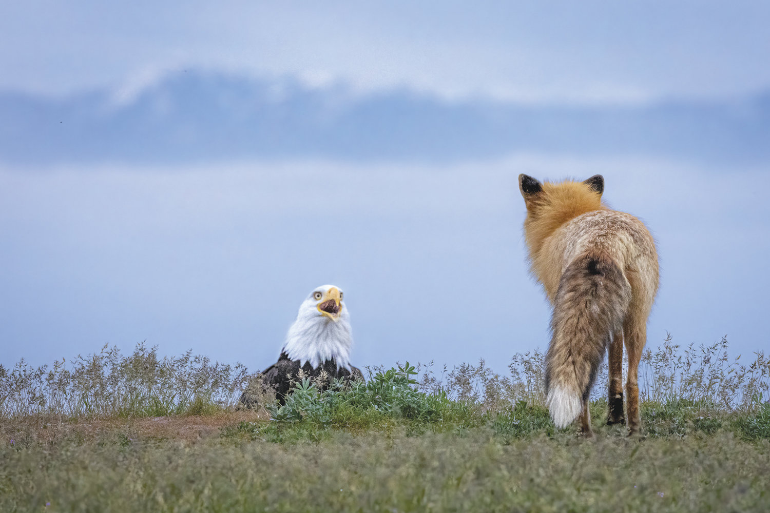 It’s hard to say whether the eagle or the fox was more surprised.