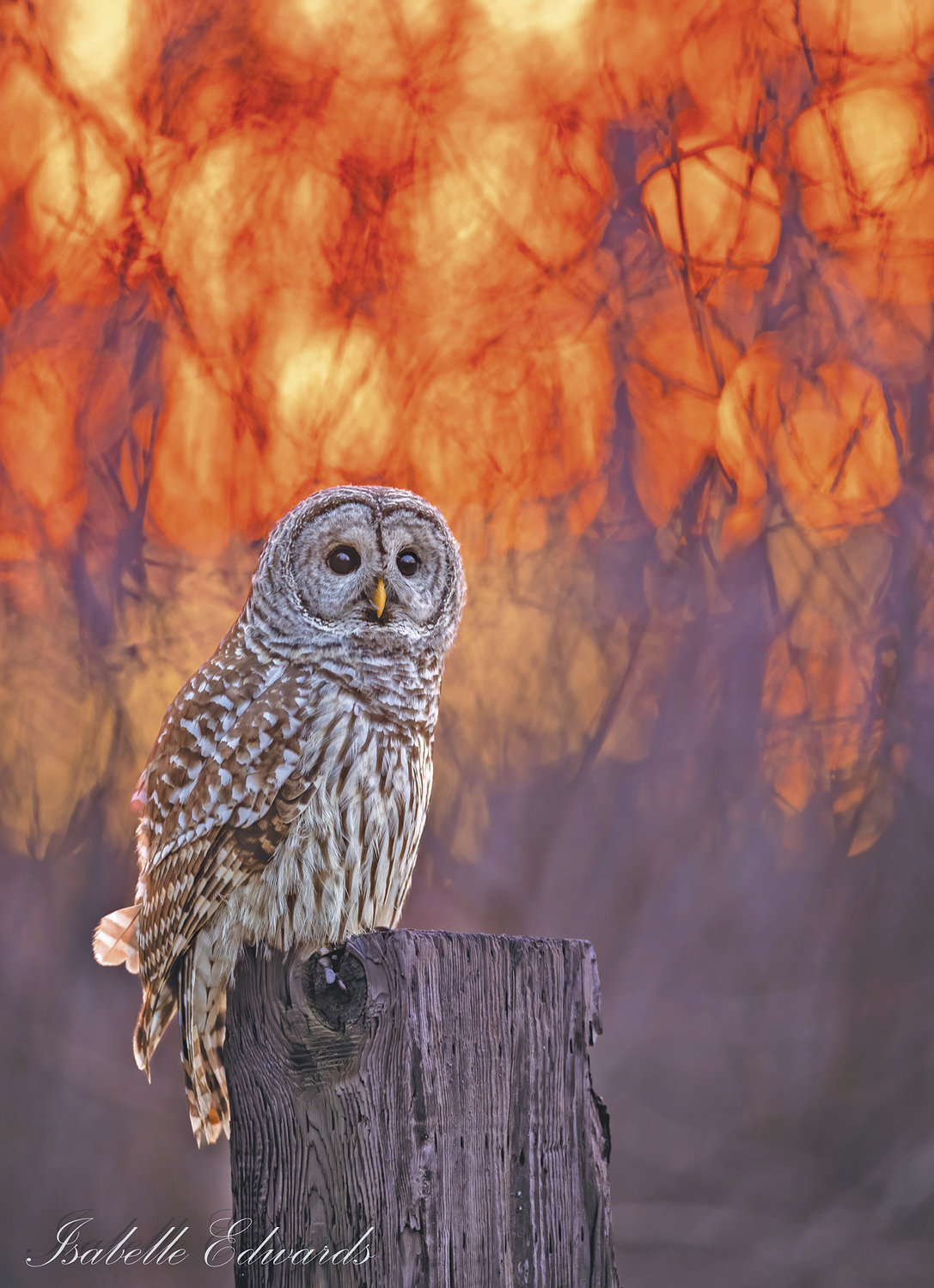 Barred owl at sunset.
