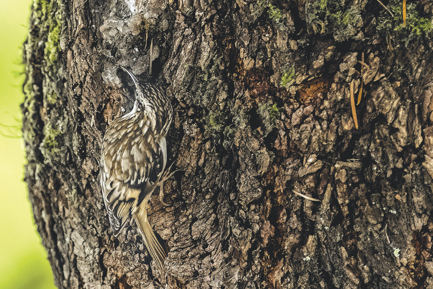 #15. Look closely to spot the brown creeper that all but disappears on the trunk of a Douglas fir.