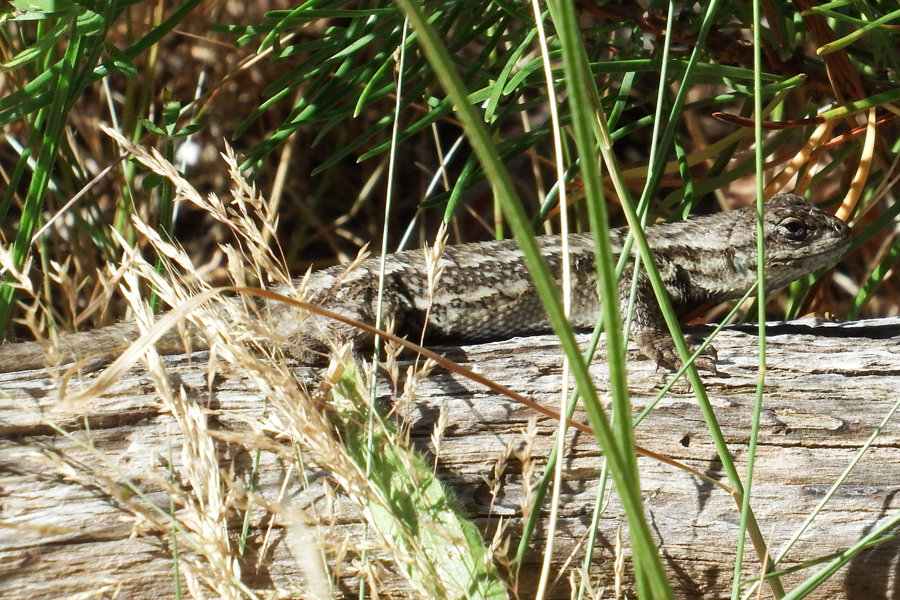#13 Western fence lizard with its all-purpose camouflage.