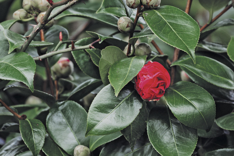 Early blooming Camellia buds swell before bursting in color.