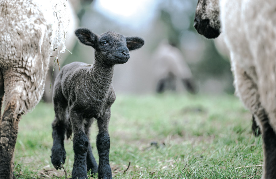 As spring approaches, lambing season is well underway at Kaukiki Farm in Longbranch.