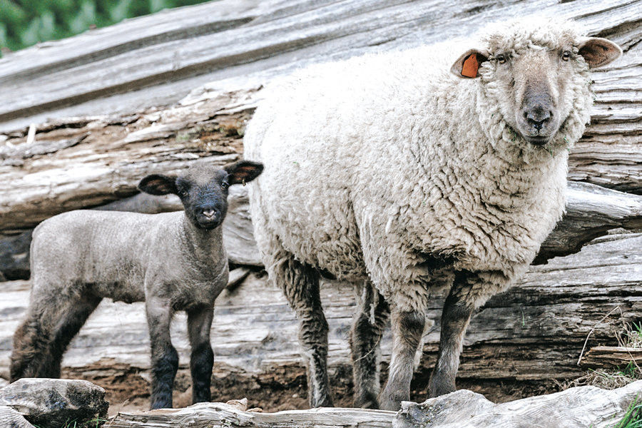 As spring approaches, lambing season is well underway at Kaukiki Farm in Longbranch.