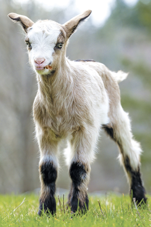 A newborn goat named Darkstar.