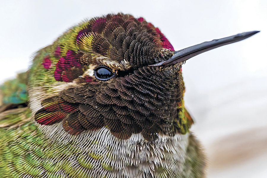 Eye to eye with a male Anna's hummingbird.