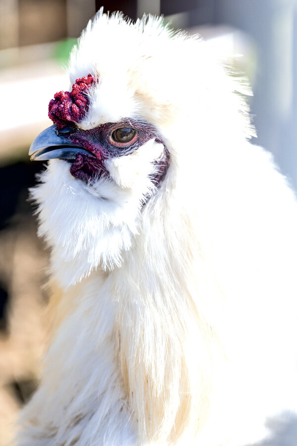 While not the best hens for production, bearded silkies are known for their easy-going demeanor.
