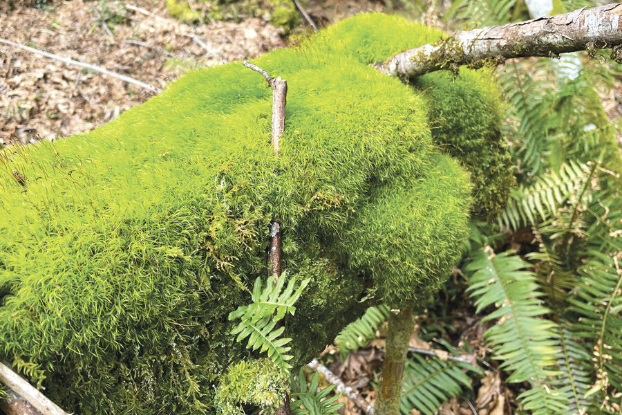 Before the leaves of deciduous trees begin to unfurl, the luscious green color of moss is typical of early spring in the forests of the Key Peninsula.