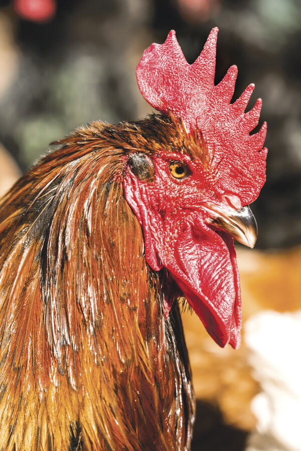Their personalities aren’t always endearing, but roosters are essential to every happy hen house.