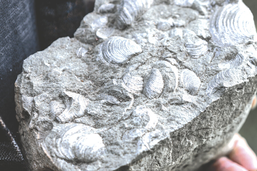 A fractured boulder in Longbranch revealed this chunk of fossilized bivalves.