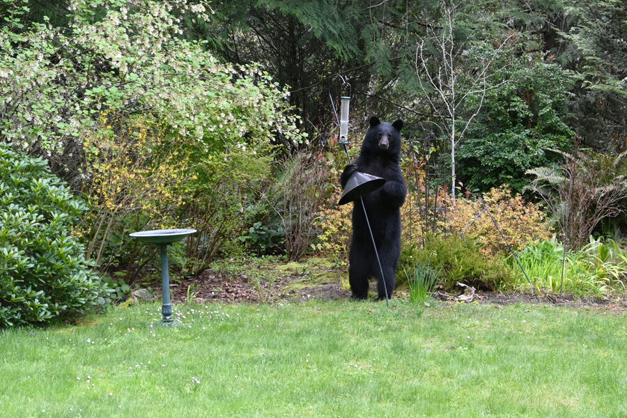 A black bear in Lakebay angling for a birdfeeder refill.