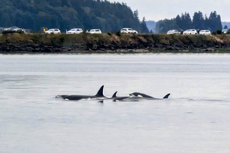 An orca pod in Burley Lagoon captures lots of attention on the last day of spring.