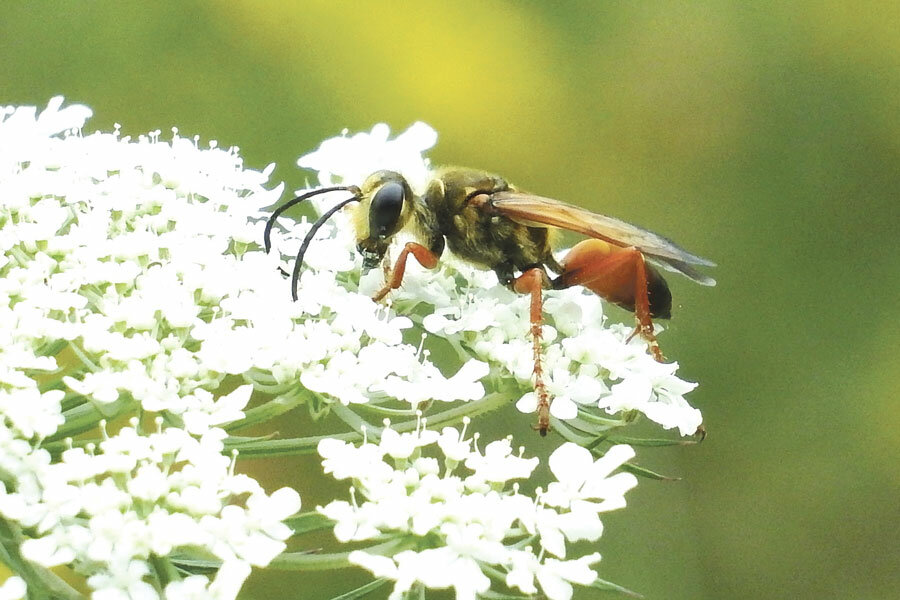 The great golden digger wasp (Sphex ichneumoneus) a large gentle species that pollinates flowers, catches grasshoppers 
and aerates soil by digging.
