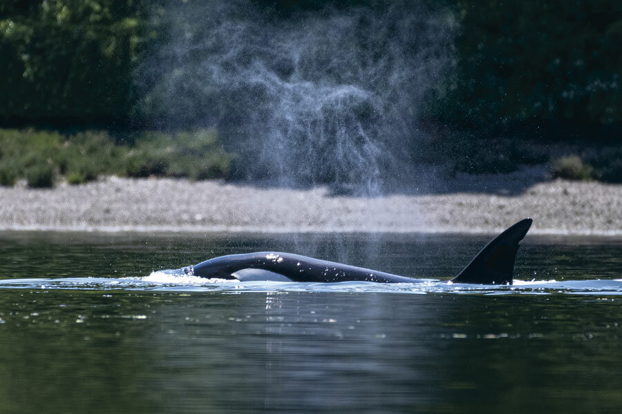 Bigg’s transient orcas swim in Case Inlet June 25.