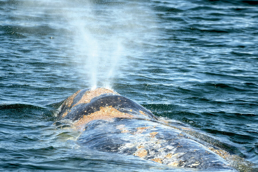 The gray whale was spotted in Mayo Cove days before its death.