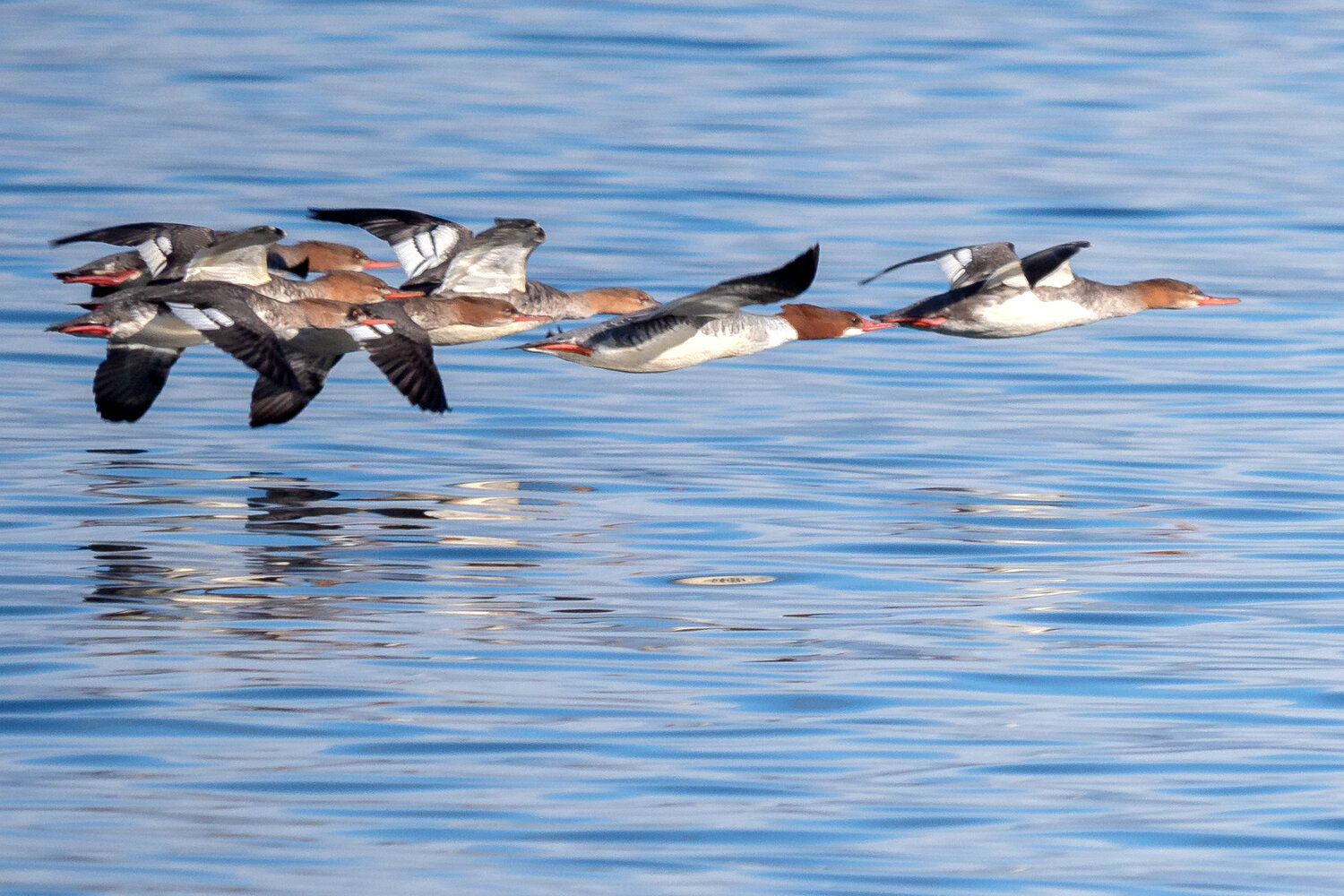 A female common merganser (center) can be told from the red-breasted mergansers around her by her distinct white chin patch.