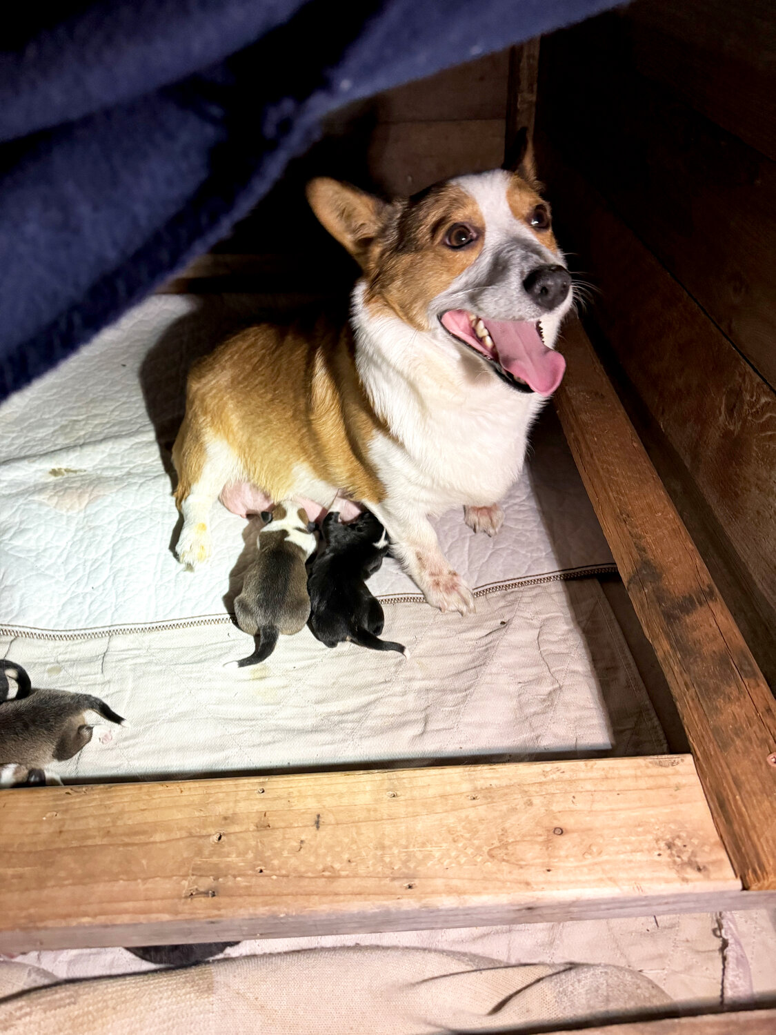 Pembroke Welsh Corgi mama Queenie, with two-day-old pups, BB King (left) and Lucille (right).